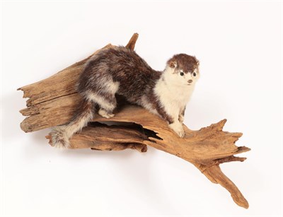 Lot 5 - Taxidermy: European Countryside Animals, circa late 20th century, two full mount adult Beech...