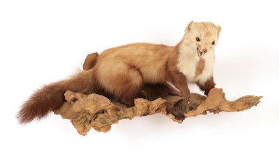 Lot 5 - Taxidermy: European Countryside Animals, circa late 20th century, two full mount adult Beech...