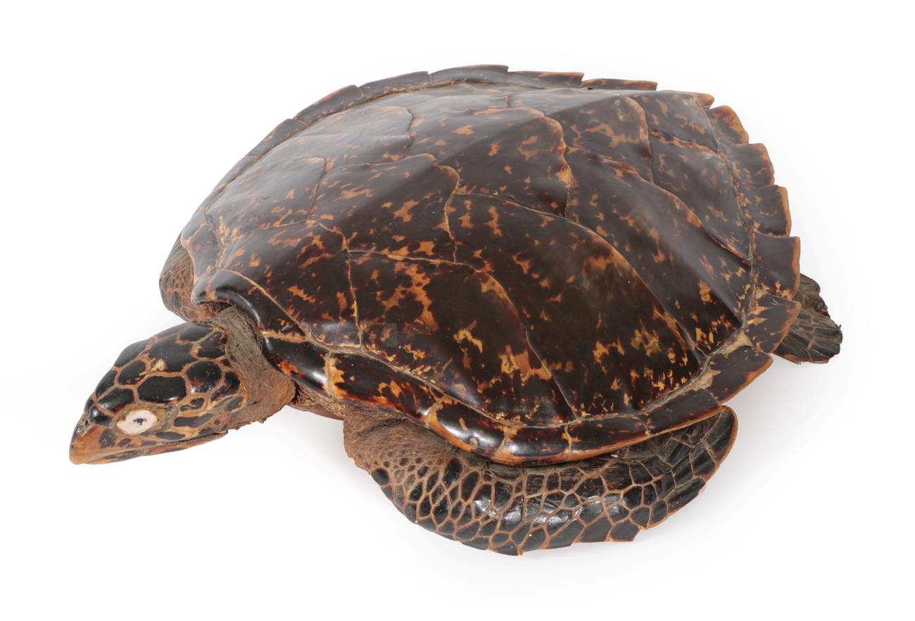 Lot 6 - Taxidermy: Hawksbill Sea Turtle (Eretmochelys imbricata), circa 1930, full mount sea turtle in...