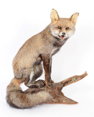 Lot 8 - Taxidermy: An Unusual Dark Grey or Dusky Red Fox (Vulpes vulpes), circa late 20th century, a...