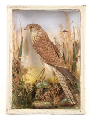 Lot 9 - Taxidermy: A Victorian Cased Pair of Tawny Owls & Cased Common Kestrel, a pair of full mount...
