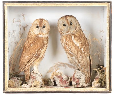 Lot 9 - Taxidermy: A Victorian Cased Pair of Tawny Owls & Cased Common Kestrel, a pair of full mount...