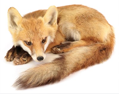 Lot 10 - Taxidermy: European Red Fox (Vulpes vulpes), circa late 20th century, a full mount juvenile in...