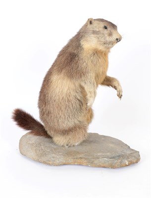 Lot 11 - Taxidermy: Alpine Marmot (Marmota marmota), circa 1981, large full mount adult male, stood...