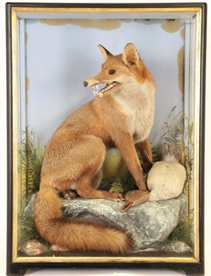 Lot 12 - Taxidermy: European Red Fox Diorama (Vulpes vulpes), by James Hutchings, of Aberystwyth, a full...