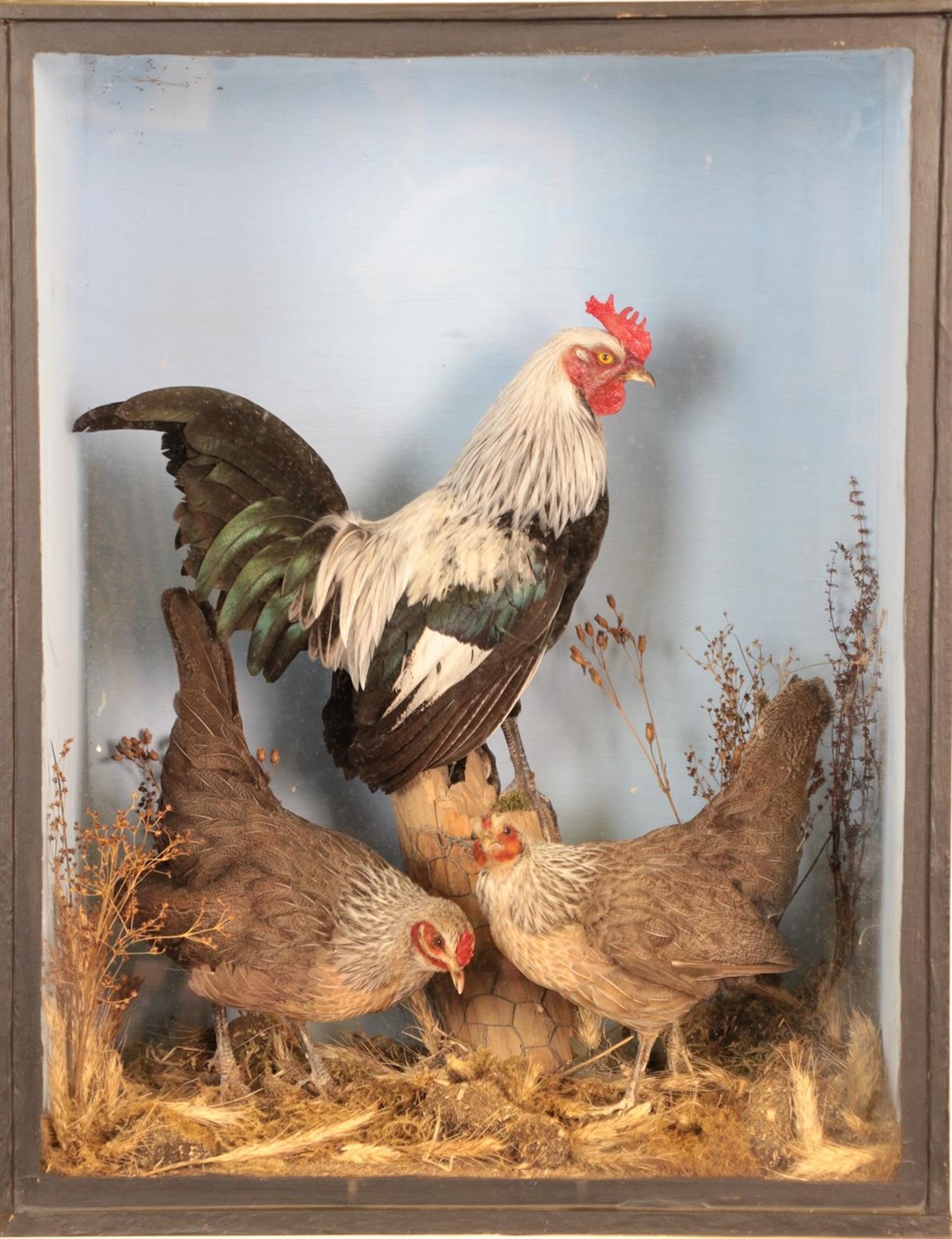 Lot 13 - Taxidermy: A Cased Diorama of Dorking Chickens (Gallus gallus domesticus), circa late 20th century