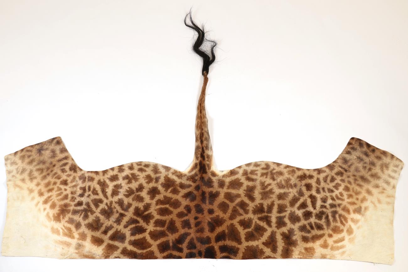 Lot 14 - Hides/Skins: Southern Giraffe Flank Skin (Giraffa giraffa), modern, a partial flank skin with...
