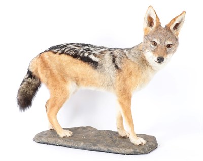 Lot 16 - Taxidermy: Black-Backed Jackal (Canis mesomelas), modern, a high quality full mount stood upon...
