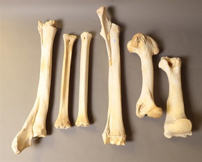 Lot 17 - Bones/Anatomy: Southern Giraffe (Giraffa giraffa), modern, four upper and lower leg bones, together