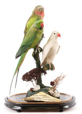 Lot 19 - Taxidermy: A Domed Diorama of Parrots, circa late 20th century, captive bred, by Peter...