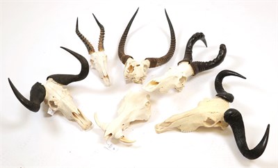 Lot 21 - Horns/Skulls: A Selection of African Game Trophy Skulls, modern, a varied selection of African...