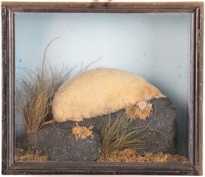 Lot 24 - Taxidermy: A Cased Albino European Mole (Talpa europaea) circa early 20th century, a full mount...