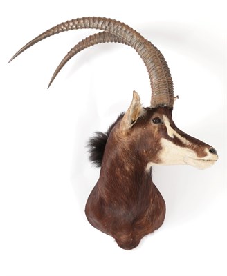 Lot 25 - Taxidermy: Southern Sable Antelope (Hippotragus niger niger), circa late 20th century, Rowland Ward