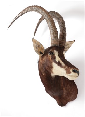 Lot 25 - Taxidermy: Southern Sable Antelope (Hippotragus niger niger), circa late 20th century, Rowland Ward