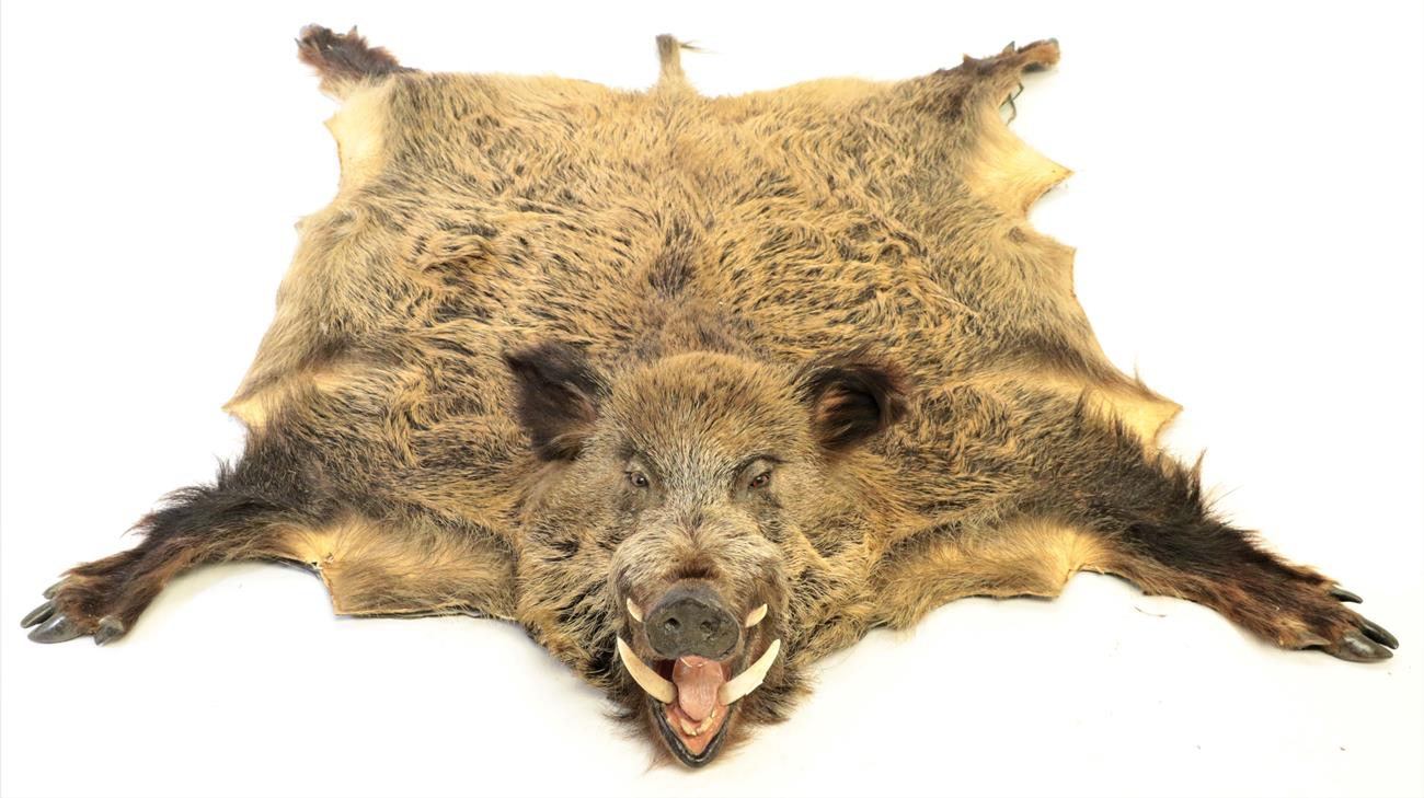 Lot 27 - Taxidermy: A European Wild Boar Skin Rug (Sus