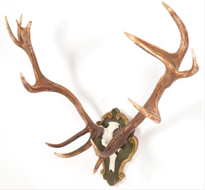 Lot 28 - Antlers/Horns: A Large Set of European Red Deer Antlers (Cervus elaphus), circa late 20th...
