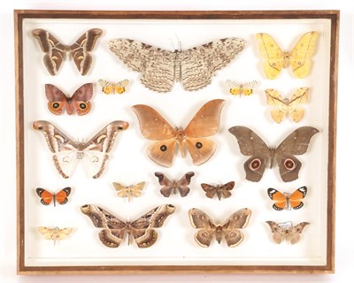 Lot 30 - Lepidopterology: A Glazed Display of African Moths, circa 21st century, a display of nineteen...