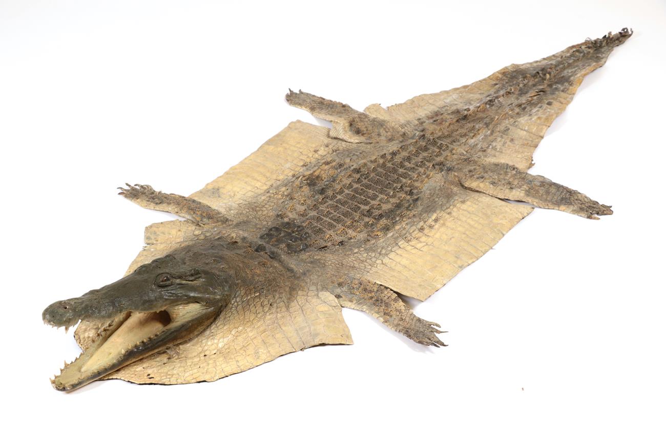 Lot 32 - Taxidermy: Nile Crocodile (Crocodylus nyloticus), circa 2005, Zimbabwe, Africa, adult flat skin...