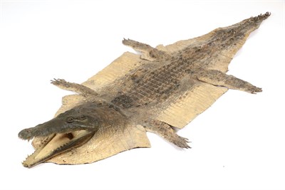 Lot 32 - Taxidermy: Nile Crocodile (Crocodylus nyloticus), circa 2005, Zimbabwe, Africa, adult flat skin...