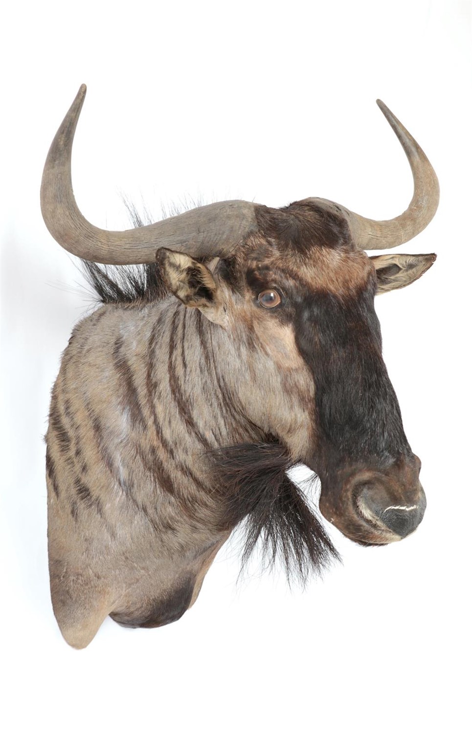 Lot 33 - Taxidermy: Blue Wildebeest (Connochaetes taurinus), modern, South Africa, high quality adult...