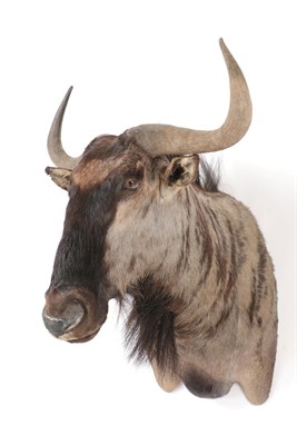 Lot 33 - Taxidermy: Blue Wildebeest (Connochaetes taurinus), modern, South Africa, high quality adult...