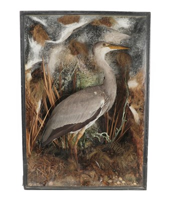 Lot 35 - Taxidermy: A Victorian Cased Grey Heron (Ardea cinerea), an early case by W. Shopland, Naturalist &