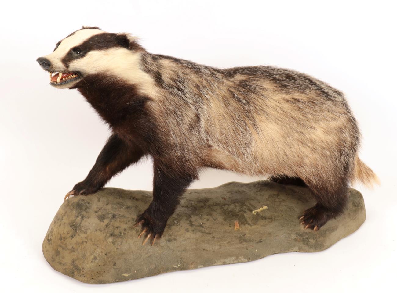 Lot 37 - Taxidermy: European Badger (meles meles), circa late 20th century, high quality full mount, looking