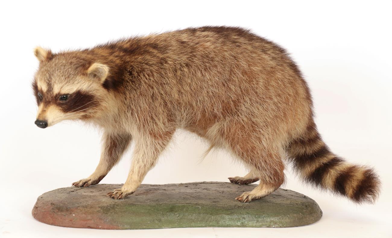 Lot 39 - Taxidermy: North American Racoon (Procyon lotor), circa late 20th century, a full mount adult male