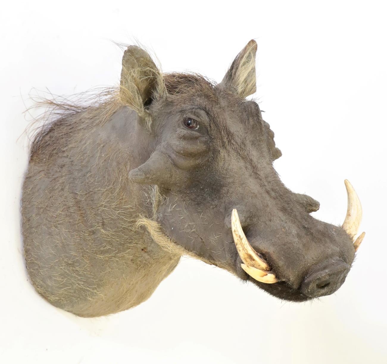 Lot 41 - Taxidermy: Common Warthog (Phacochoerus africanus), modern, South Africa, high quality adult...