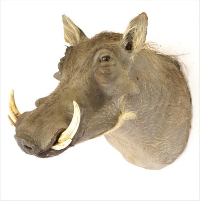 Lot 41 - Taxidermy: Common Warthog (Phacochoerus africanus), modern, South Africa, high quality adult...