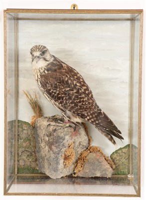Lot 43 - Taxidermy: A Wall Cased Gyr/Saker Falcon (Falco rusticolus), circa 2015, by Herbert Pearson,...