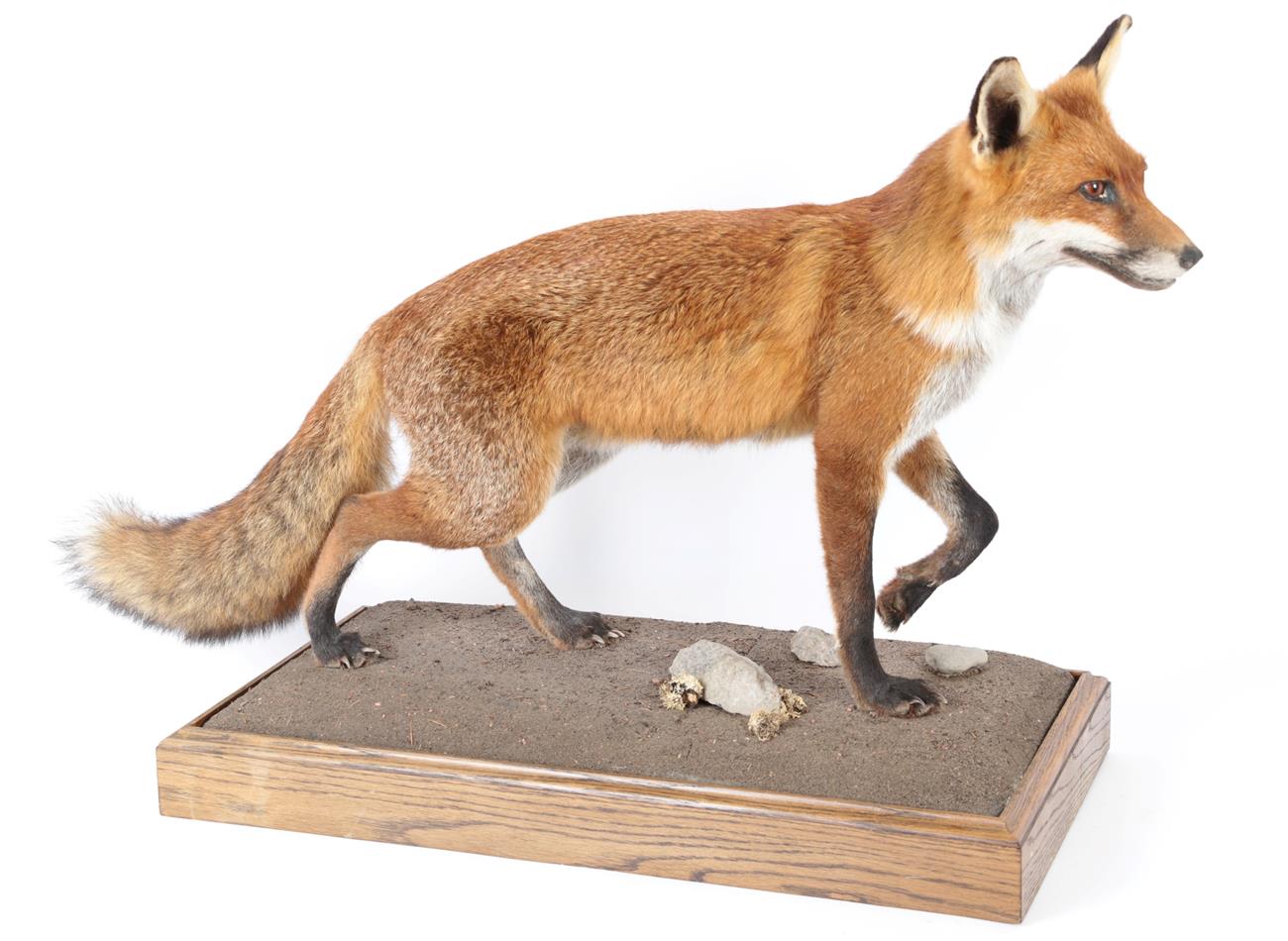 Lot 46 - Taxidermy: European Red Fox (Vulpes vulpes), modern, by George. C. Jamieson, Edinburgh, Scotland, a