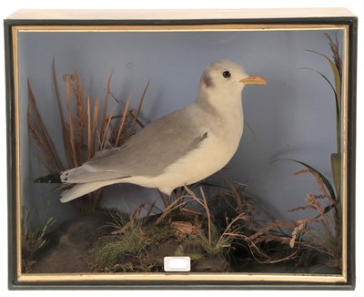 Lot 49 - Taxidermy: A Late Victorian Cased Red-Legged Kittiwake (Rissa brevirostris), attributed to...