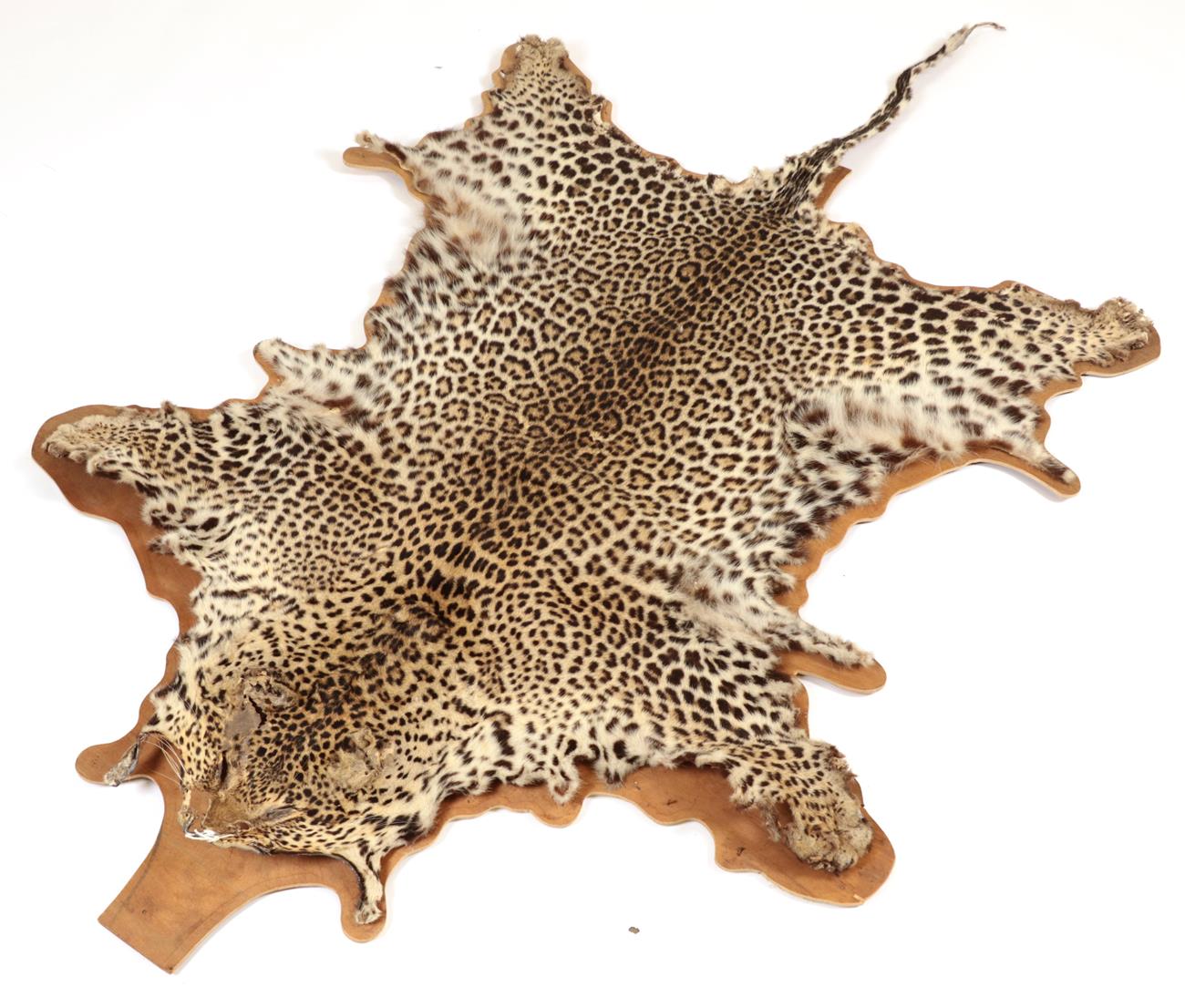 Lot 51 - Taxidermy: African Leopard Skin (Panthera pardus), circa 1930-1940, adult flatskin, limbs...