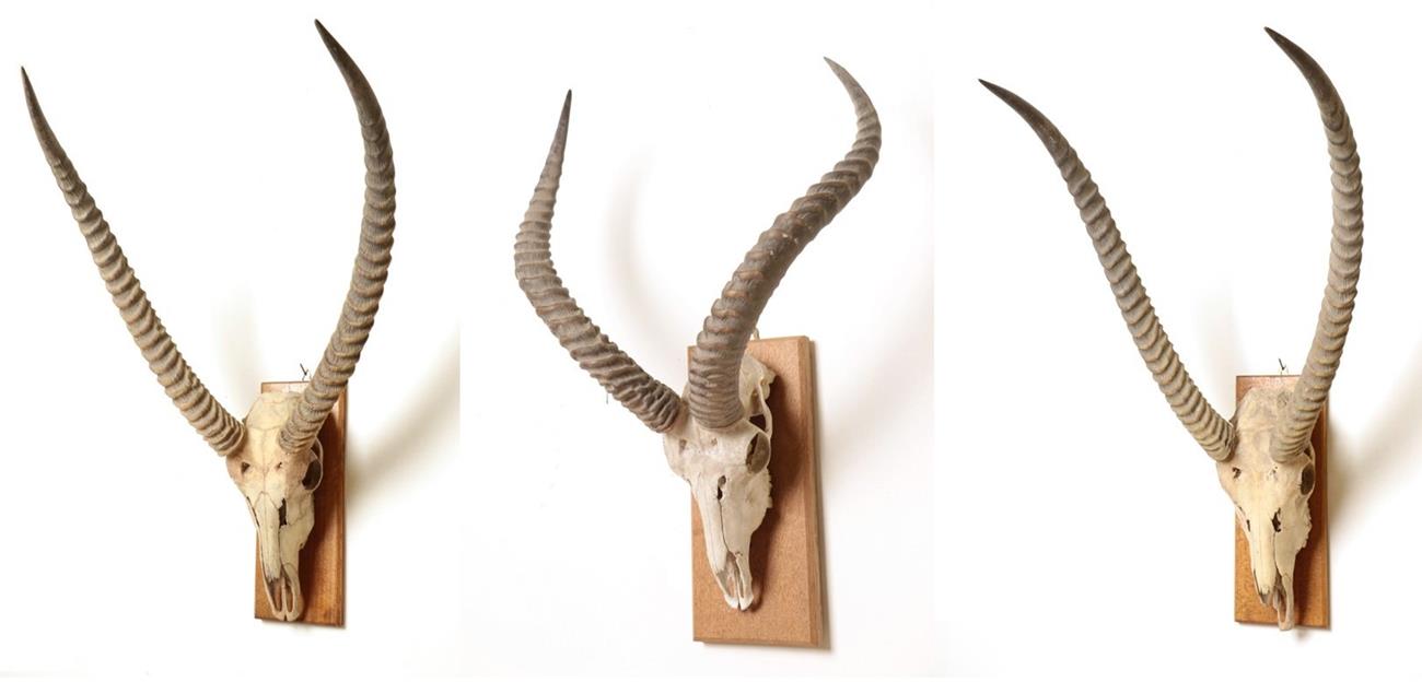 Lot 52 - Antlers/Horns: African Trophy Horns, circa early 20th century, a set of White-eared Kob horns...