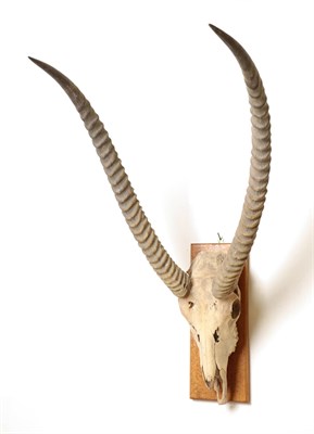 Lot 52 - Antlers/Horns: African Trophy Horns, circa early 20th century, a set of White-eared Kob horns...