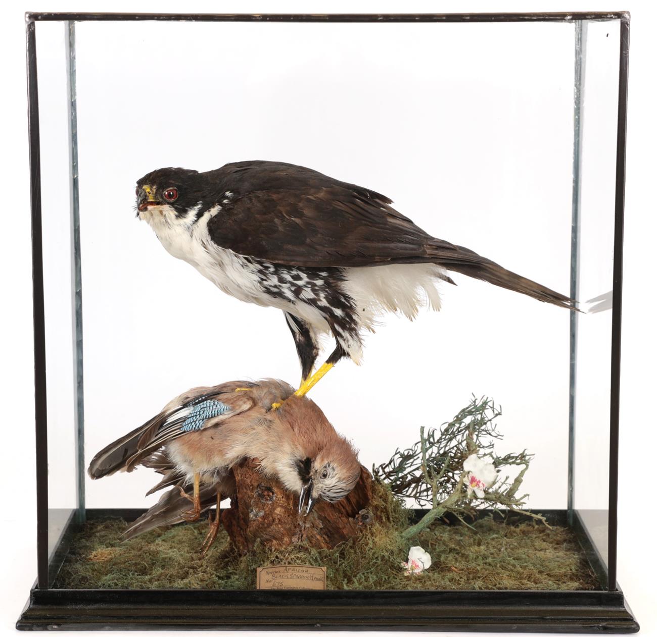 Lot 54 - Taxidermy: A Cased African Black Sparrowhawk (Accipiter melanoleucus), circa 2002, captive bred, by