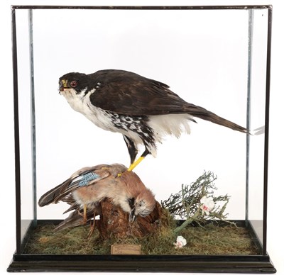 Lot 54 - Taxidermy: A Cased African Black Sparrowhawk (Accipiter melanoleucus), circa 2002, captive bred, by