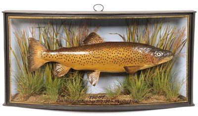 Lot 56 - Taxidermy: A Cased Brown Trout (Salmo trutta), by John Cooper & Sons, 28 Radnor Street, St...