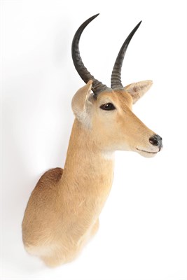 Lot 57 - Taxidermy: Northern Common Reedbuck (Redunca occidentalis), circa 2000, high quality adult male...