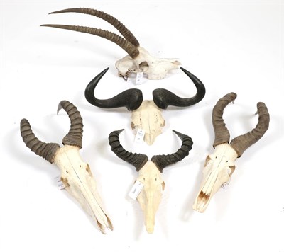Lot 59 - Antlers/Horns: A Selection of African Hunting Trophy Skulls, circa 1991,  a varied selection of...