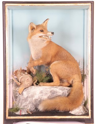 Lot 60 - Taxidermy: European Red Fox Diorama (Vulpes vulpes), by James Hutchings, of Aberystwyth, a full...