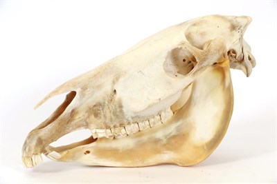 Lot 61 - Skulls/Anatomy: Burchell's Zebra Skull (Equus quagga), modern, complete bleached skull, 54cm by...