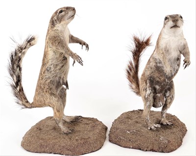 Lot 63 - Taxidermy: A Pair of Southern Ground Squirrel (Xerus inauris), modern, two full mount adults...