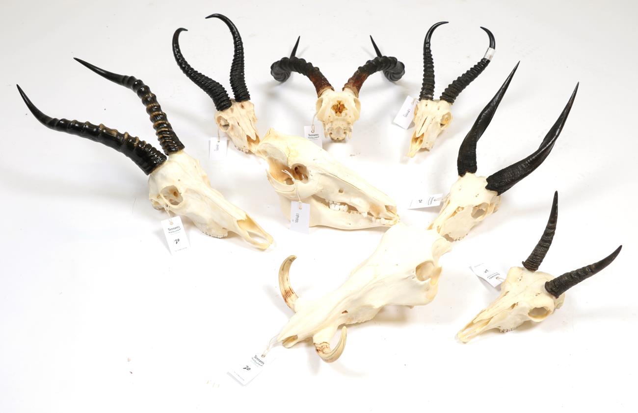 Lot 66 - Horns/Skulls: A Selection of African Game Trophy Skulls, modern, a varied selection of African...
