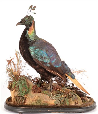 Lot 67 - Taxidermy: A Late Victorian Himalayan Monal (Lophophorus impejanus), by James Gardner, 426...