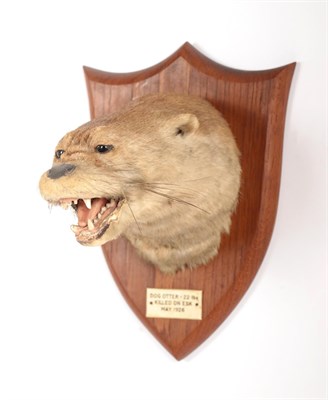 Lot 68 - Taxidermy: A Eurasian Otter Mask (Lutra lutra), circa 1926, by Peter Spicer & Sons,...