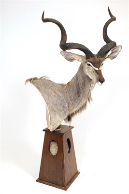 Lot 69 - Taxidermy: Cape Greater Kudu (Strepsiceros strepsiceros), modern, South Africa, Rowland Ward Record