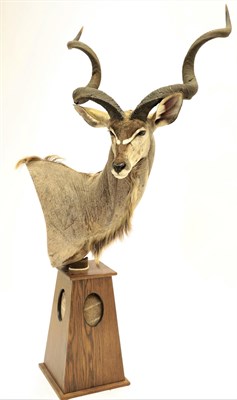 Lot 69 - Taxidermy: Cape Greater Kudu (Strepsiceros strepsiceros), modern, South Africa, Rowland Ward Record