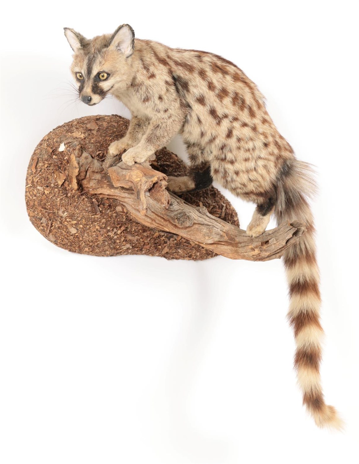 Lot 70 - Taxidermy: Common Genet (Genetta genetta),